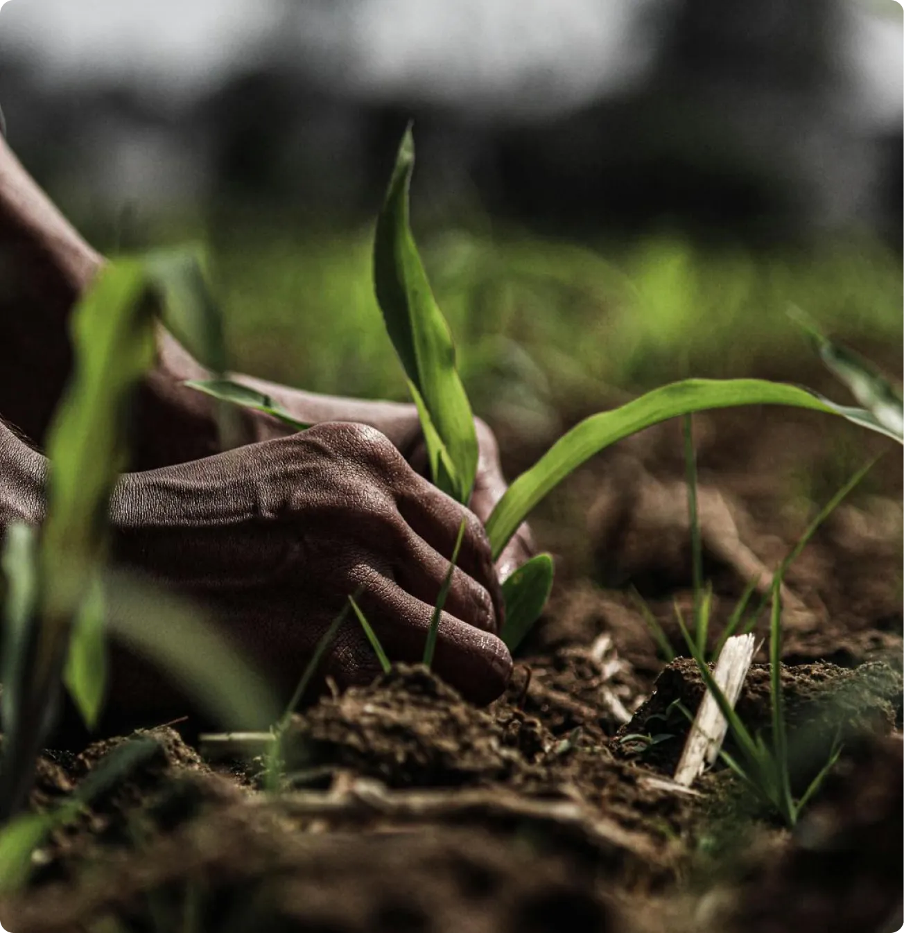 SRI Banner - Hands planting seedling